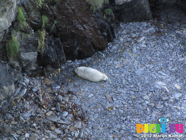 SX24757 Seal pup